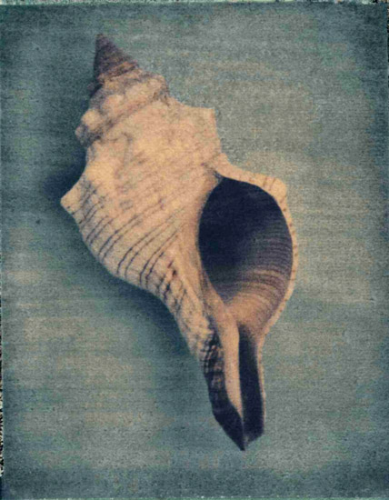 Compatible Still Life for Jahrriesnge conch-lpf00177 Compatible Still Life Jahrriesnge for conch-lpf00177