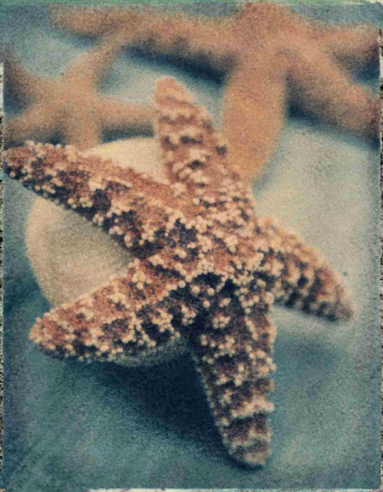 Compatible Still Life for Jahrriesnge starfish-lpf00178 Compatible Still Life Jahrriesnge for starfish-lpf00178