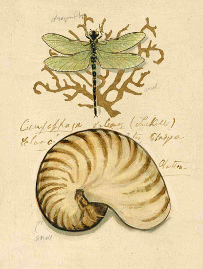 Compatible Still Life for Jahrriesnge dragonfly-lpf00195 Compatible Still Life Jahrriesnge for dragonfly-lpf00195