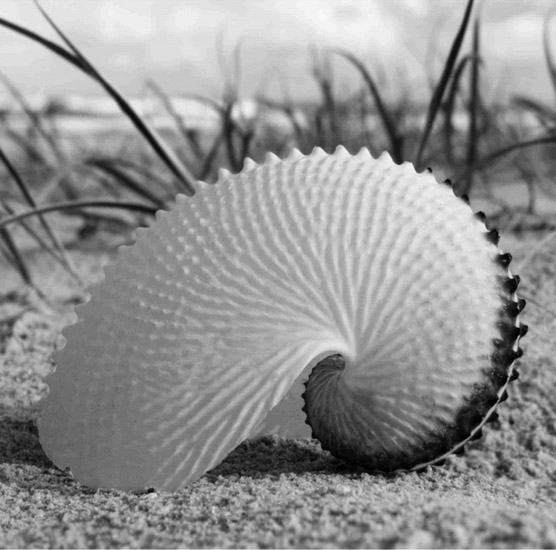 Compatible Still Life for Jahrriesnge untitle-lpf00202 Compatible Still Life Jahrriesnge for untitle-lpf00202