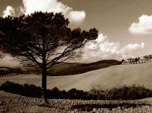 Compatible Landscape for JAHRRIESNGE trees-lpf00757 Compatible Landscape JAHRRIESNGE for trees-lpf00757