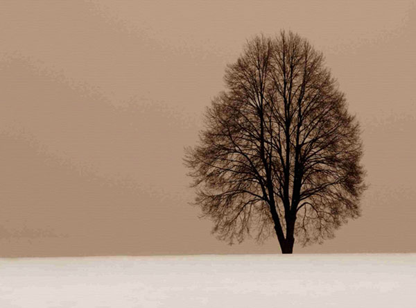 Compatible Landscape for JAHRRIESNGE trees-lpf00759 Compatible Landscape JAHRRIESNGE for trees-lpf00759