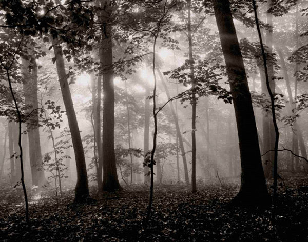 Compatible Landscape for JAHRRIESNGE forest-lpf00763 Compatible Landscape JAHRRIESNGE for forest-lpf00763