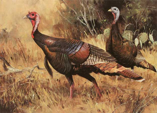 Compatible Animals for Jahrriesnge Spit-chicken-lpf02527 Compatible Animals Jahrriesnge for Spit-chicken-lpf02527