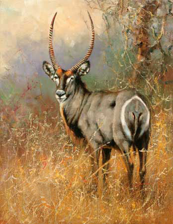 Compatible Animals for Jahrriesnge antelope-lpf02568 Compatible Animals Jahrriesnge for antelope-lpf02568