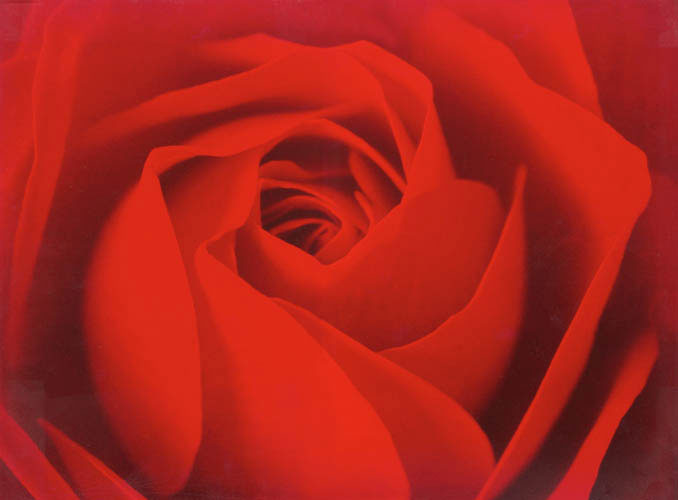 Compatible Floral for JAHRRIESNGE flowers lpf04420 Compatible Floral JAHRRIESNGE for flowers lpf04420