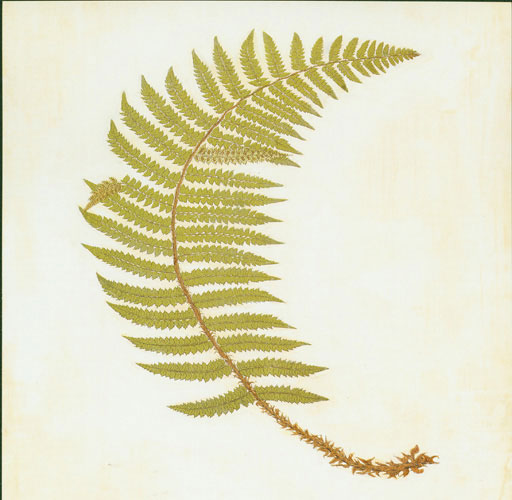 Compatible Floral for JAHRRIESNGE leaf lpf04777 Compatible Floral JAHRRIESNGE for leaf lpf04777