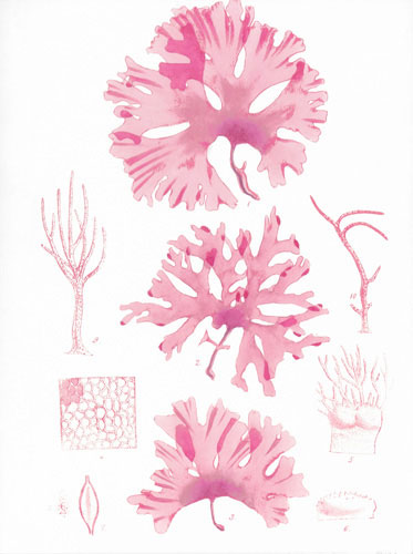 Compatible Floral for JAHRRIESNGE flowers lpf04837 Compatible Floral JAHRRIESNGE for flowers lpf04837