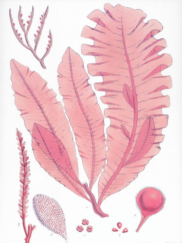 Compatible Floral for JAHRRIESNGE flowers lpf04838 Compatible Floral JAHRRIESNGE for flowers lpf04838