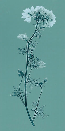 Compatible Floral for JAHRRIESNGE flowers lpf04842 Compatible Floral JAHRRIESNGE for flowers lpf04842