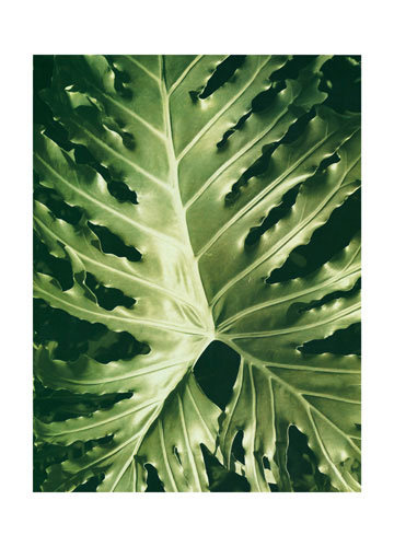 Compatible Floral for JAHRRIESNGE leaf lpf04867 Compatible Floral JAHRRIESNGE for leaf lpf04867