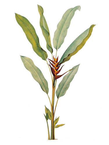 Compatible Floral for JAHRRIESNGE flowers lpf04901 Compatible Floral JAHRRIESNGE for flowers lpf04901