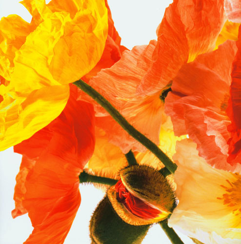 Compatible Floral for JAHRRIESNGE flowers lpf04991 Compatible Floral JAHRRIESNGE for flowers lpf04991