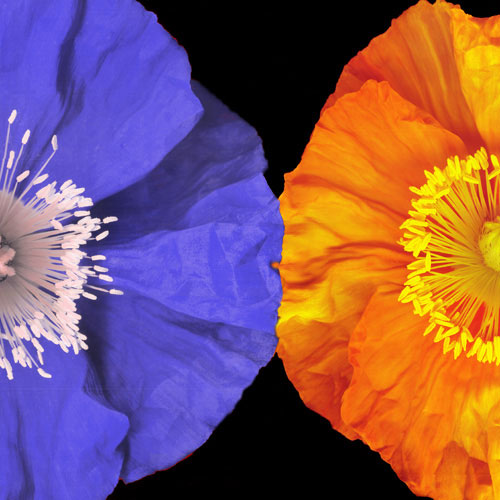 Compatible Floral for JAHRRIESNGE flower lpf05047 Compatible Floral JAHRRIESNGE for flower lpf05047