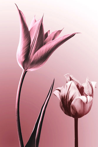 Compatible Floral for JAHRRIESNGE flowers lpf05089 Compatible Floral JAHRRIESNGE for flowers lpf05089