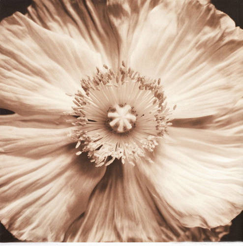 Compatible Floral for JAHRRIESNGE flowers lpf05093 Compatible Floral JAHRRIESNGE for flowers lpf05093