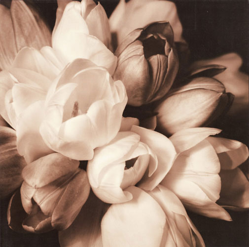 Compatible Floral for JAHRRIESNGE flowers lpf05094 Compatible Floral JAHRRIESNGE for flowers lpf05094