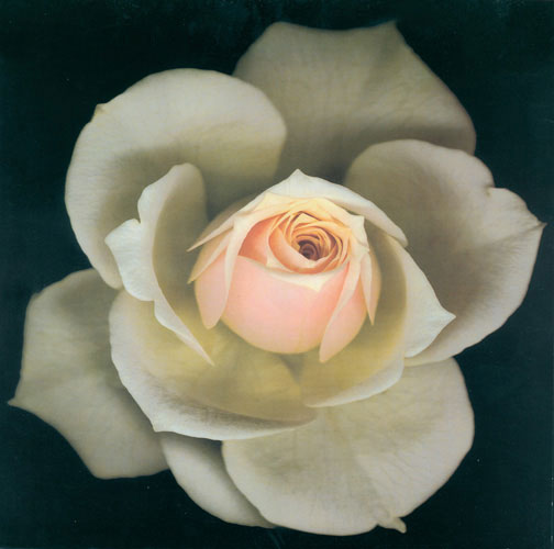 Compatible Floral for JAHRRIESNGE flowers lpf05418 Compatible Floral JAHRRIESNGE for flowers lpf05418