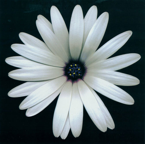 Compatible Floral for JAHRRIESNGE flowers lpf05423 Compatible Floral JAHRRIESNGE for flowers lpf05423