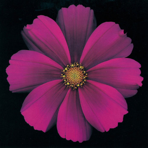 Compatible Floral for JAHRRIESNGE flowers lpf05424 Compatible Floral JAHRRIESNGE for flowers lpf05424