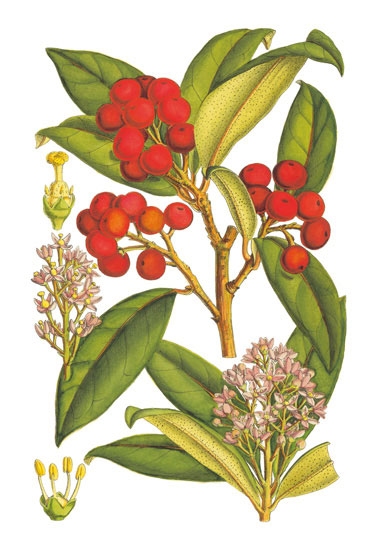 Compatible Floral for JAHRRIESNGE flowers-lpf06765 Compatible Floral JAHRRIESNGE for flowers-lpf06765