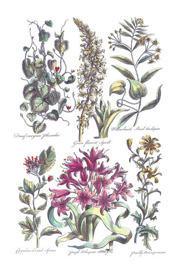 Compatible Floral for JAHRRIESNGE flowers-lpf06820 Compatible Floral JAHRRIESNGE for flowers-lpf06820