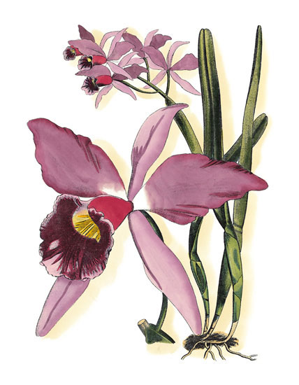 Compatible Floral for JAHRRIESNGE flowers-lpf06832 Compatible Floral JAHRRIESNGE for flowers-lpf06832