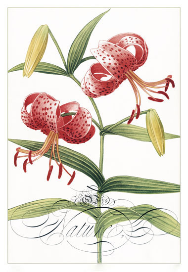 Compatible Floral for JAHRRIESNGE flowers-lpf06834 Compatible Floral JAHRRIESNGE for flowers-lpf06834