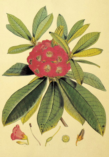 Compatible Floral for JAHRRIESNGE flowers-lpf06859 Compatible Floral JAHRRIESNGE for flowers-lpf06859