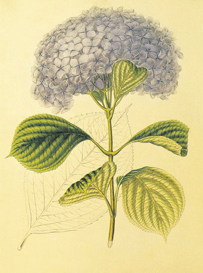 Compatible Floral for JAHRRIESNGE flowers-lpf06860 Compatible Floral JAHRRIESNGE for flowers-lpf06860