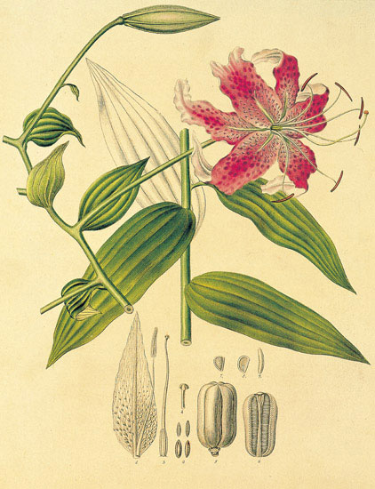 Compatible Floral for JAHRRIESNGE flowers-lpf06861 Compatible Floral JAHRRIESNGE for flowers-lpf06861