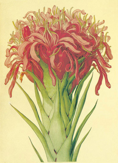 Compatible Floral for JAHRRIESNGE flowers-lpf06870 Compatible Floral JAHRRIESNGE for flowers-lpf06870