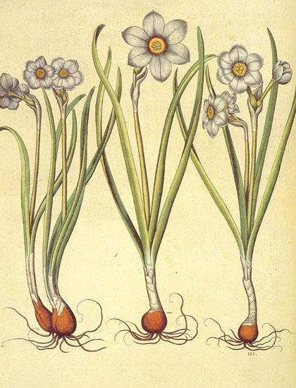 Compatible Floral for JAHRRIESNGE flowers-lpf06876 Compatible Floral JAHRRIESNGE for flowers-lpf06876