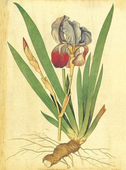 Compatible Floral for JAHRRIESNGE flowers-lpf06881 Compatible Floral JAHRRIESNGE for flowers-lpf06881