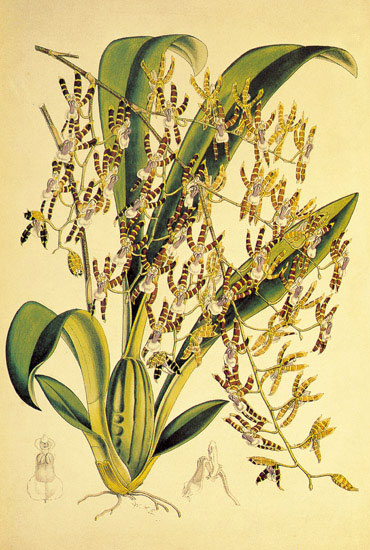 Compatible Floral for JAHRRIESNGE flowers-lpf06891 Compatible Floral JAHRRIESNGE for flowers-lpf06891