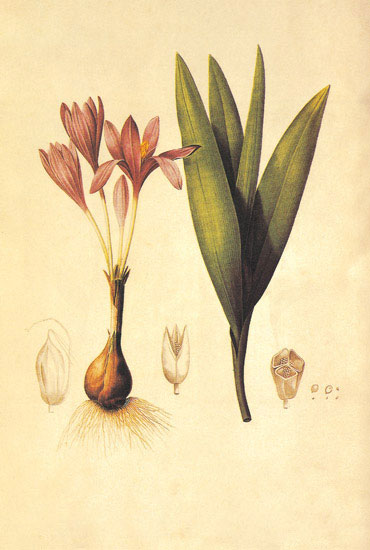 Compatible Floral for JAHRRIESNGE flowers-lpf06892 Compatible Floral JAHRRIESNGE for flowers-lpf06892