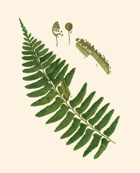 Compatible Floral for JAHRRIESNGE leaves-lpf06899 Compatible Floral JAHRRIESNGE for leaves-lpf06899