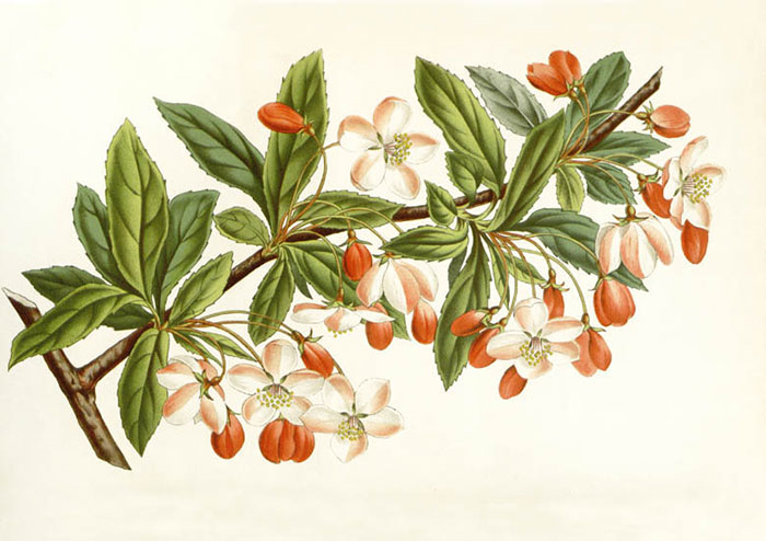 Compatible Floral for JAHRRIESNGE flowers-lpf06929 Compatible Floral JAHRRIESNGE for flowers-lpf06929