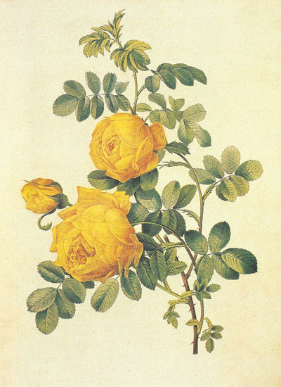 Compatible Floral for JAHRRIESNGE flowers-lpf06941 Compatible Floral JAHRRIESNGE for flowers-lpf06941