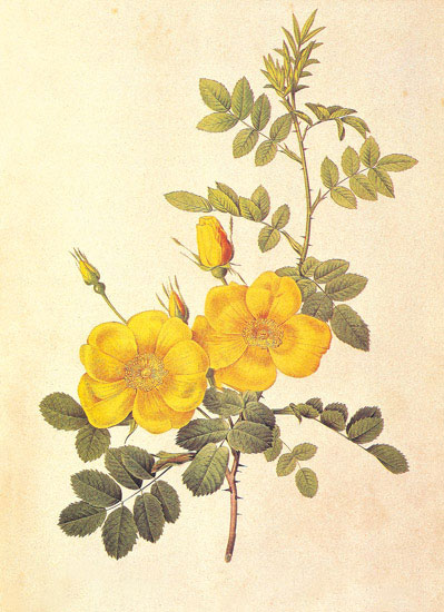 Compatible Floral for JAHRRIESNGE flowers-lpf06945 Compatible Floral JAHRRIESNGE for flowers-lpf06945