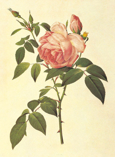 Compatible Floral for JAHRRIESNGE flowers-lpf06949 Compatible Floral JAHRRIESNGE for flowers-lpf06949