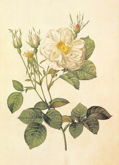 Compatible Floral for JAHRRIESNGE flowers-lpf06953 Compatible Floral JAHRRIESNGE for flowers-lpf06953