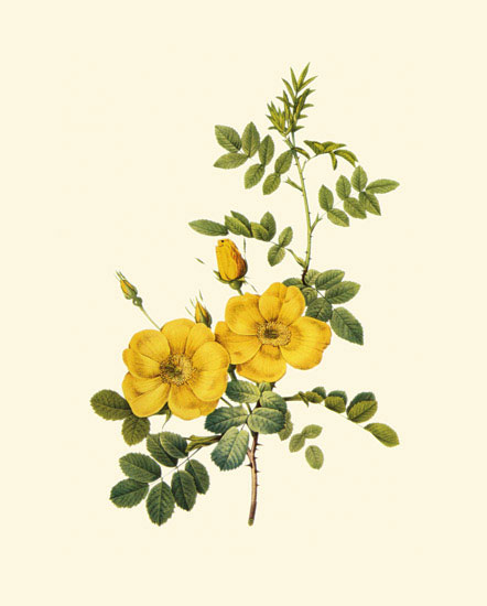 Compatible Floral for JAHRRIESNGE flowers-lpf06959 Compatible Floral JAHRRIESNGE for flowers-lpf06959