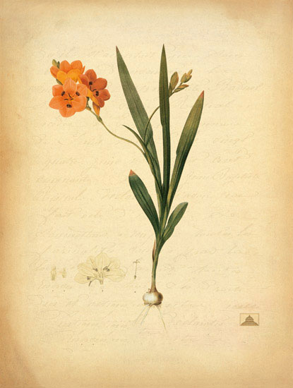 Compatible Floral for JAHRRIESNGE flowers-lpf06968 Compatible Floral JAHRRIESNGE for flowers-lpf06968