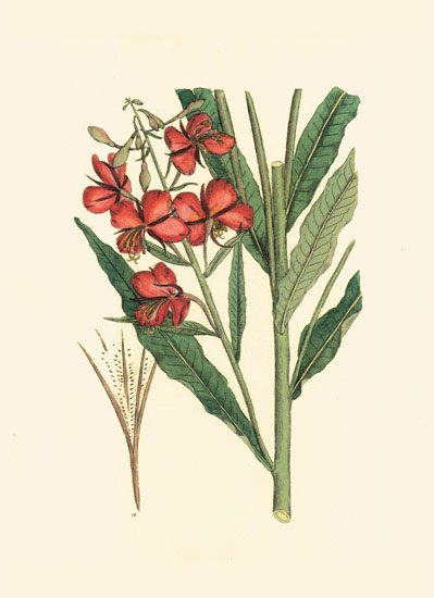 Compatible Floral for JAHRRIESNGE flowers-lpf06977 Compatible Floral JAHRRIESNGE for flowers-lpf06977