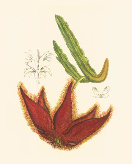 Compatible Floral for JAHRRIESNGE flowers-lpf06984 Compatible Floral JAHRRIESNGE for flowers-lpf06984