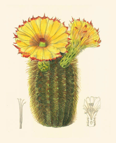 Compatible Floral for JAHRRIESNGE flowers-lpf06985 Compatible Floral JAHRRIESNGE for flowers-lpf06985