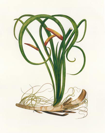 Compatible Floral for JAHRRIESNGE flowers-lpf06987 Compatible Floral JAHRRIESNGE for flowers-lpf06987