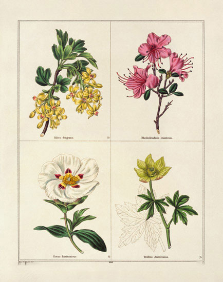 Compatible Floral for JAHRRIESNGE flowers-lpf07004 Compatible Floral JAHRRIESNGE for flowers-lpf07004