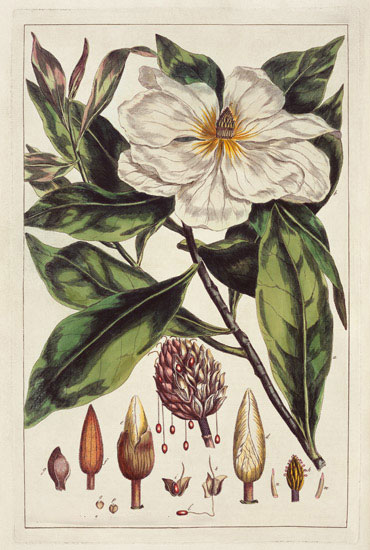 Compatible Floral for JAHRRIESNGE flowers-lpf07006 Compatible Floral JAHRRIESNGE for flowers-lpf07006